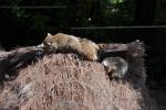 2013 07 06 beauval 111